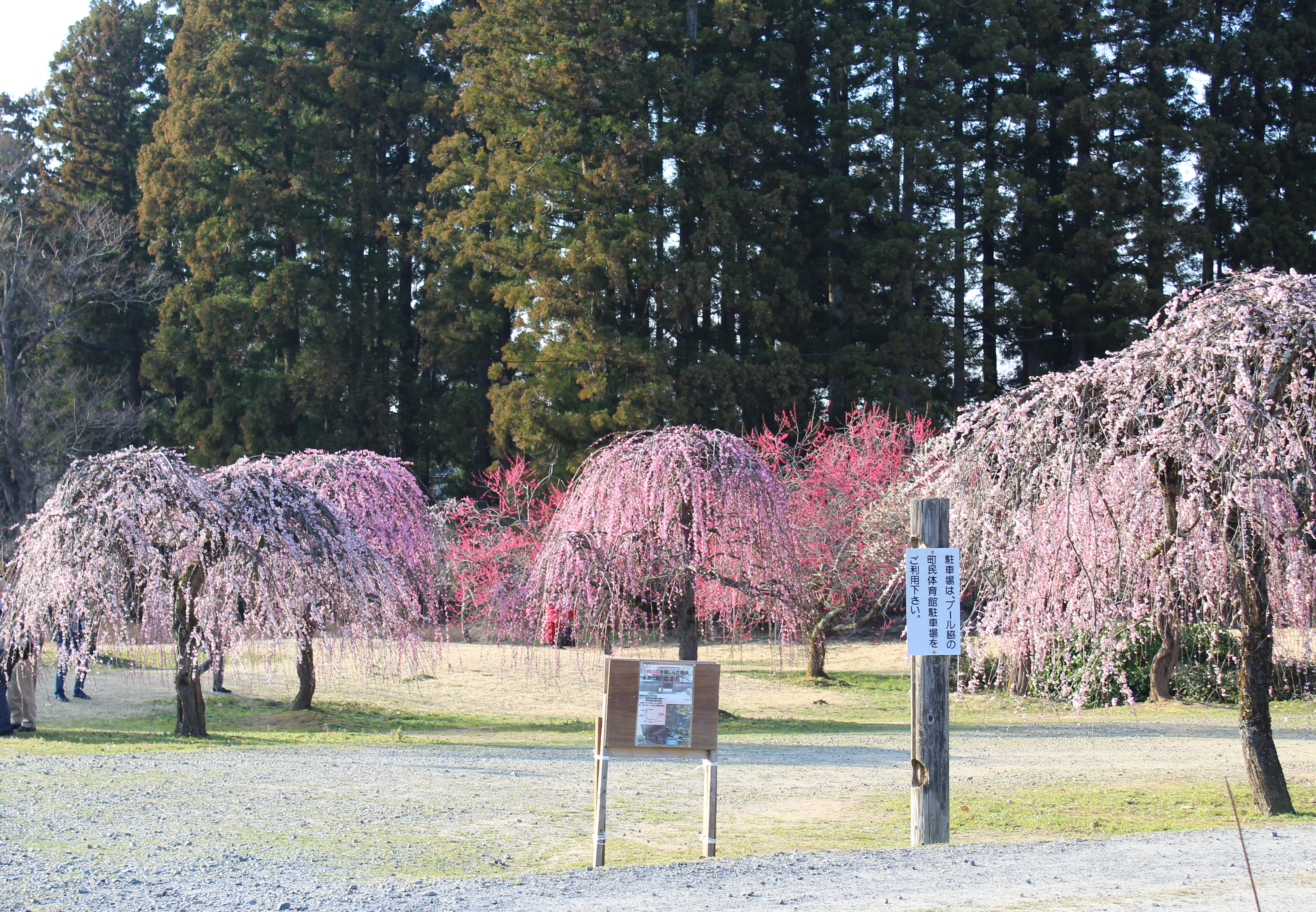 梅開花状況2026（令和8年） - 新潟県田上町